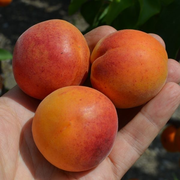 Саджанець Абрикос Early Orange Ранньостиглий сорт абрикоси Врожайний сорт абрикоса Промисловий сорт абрикоса